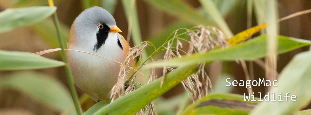 Bearded Reedling, Norfolk