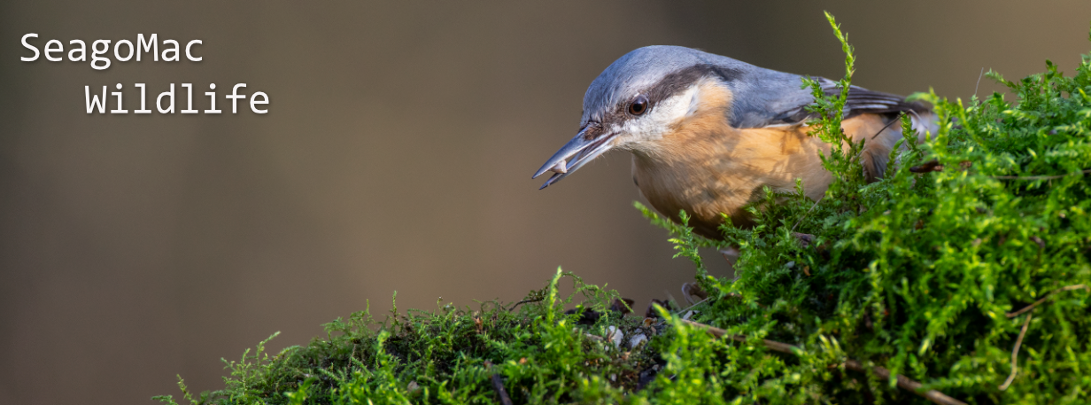 Nuthatch, Suffolk