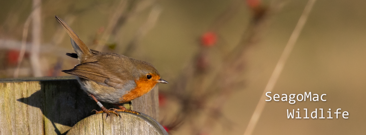 Robin, Lincolnshire