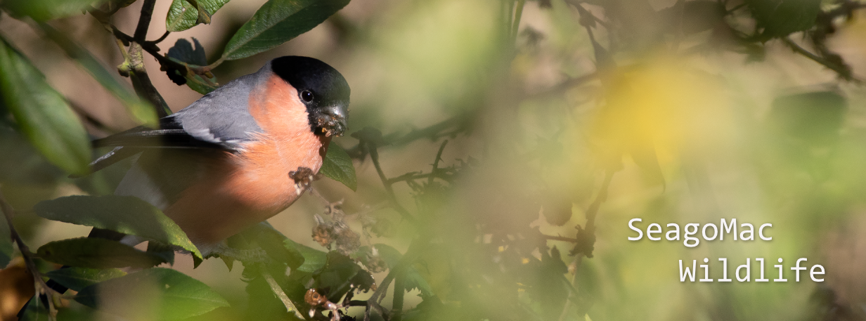 Bullfinch, Suffolk