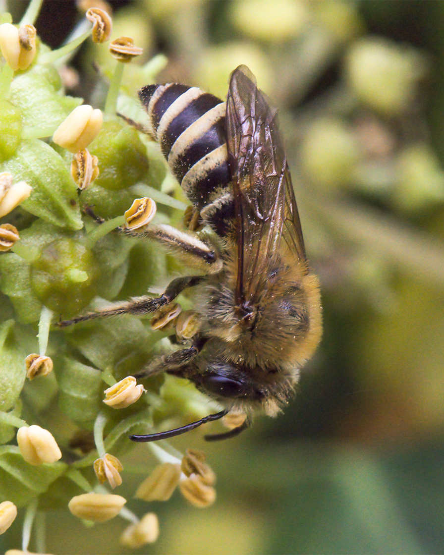 Ivy Mining Bee