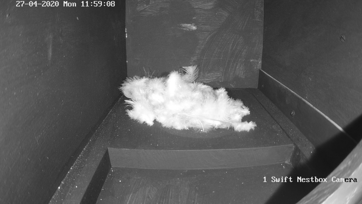 Swift nest box 2
