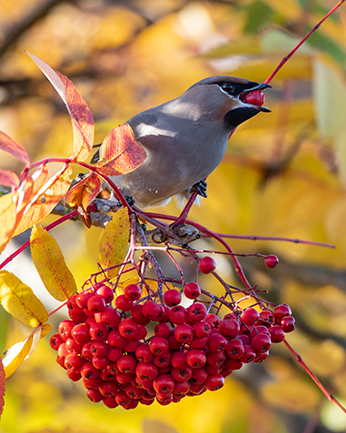 Waxwing eating berries