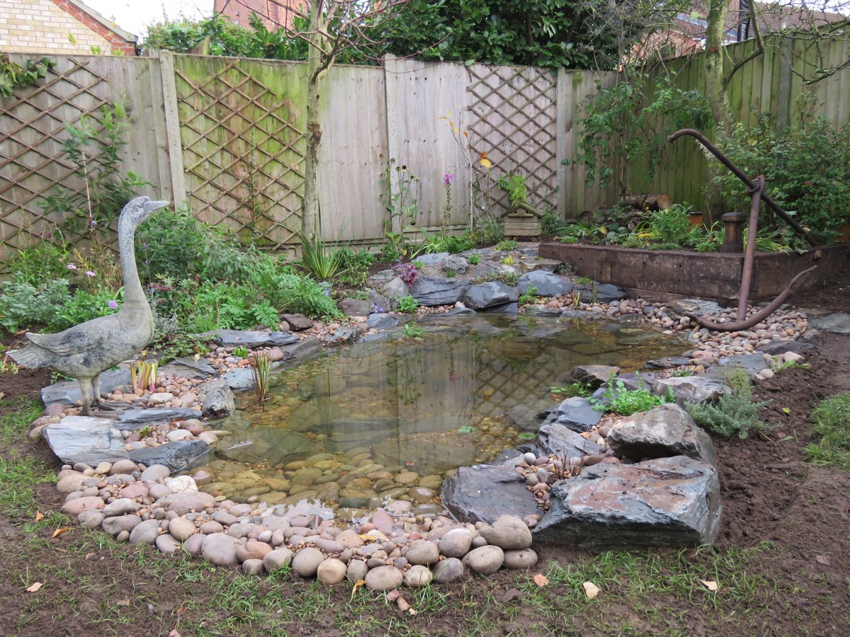 wildlife pond